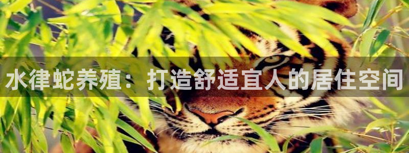 先锋 娱乐：水律蛇养殖：打造舒适宜人的居住空间