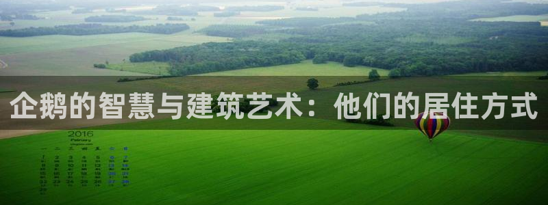 先锋娱乐管理集团怎么样：企鹅的智慧与建筑艺术：他们的居住方式